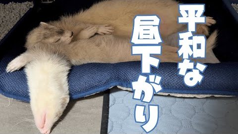 BitStarAcademy's tweet image. ❤️本日のオススメ動画❤️
チョコちゃんねるwithミント(@choco_with_mint)の動画をご紹介🙌
自由すぎるフェレットの日常🥰
みんなでリラックスタイム🍃
#フェレット　#ペットのいる暮らし　#癒し動画
youtube.com/watch?v=lIwT8o…