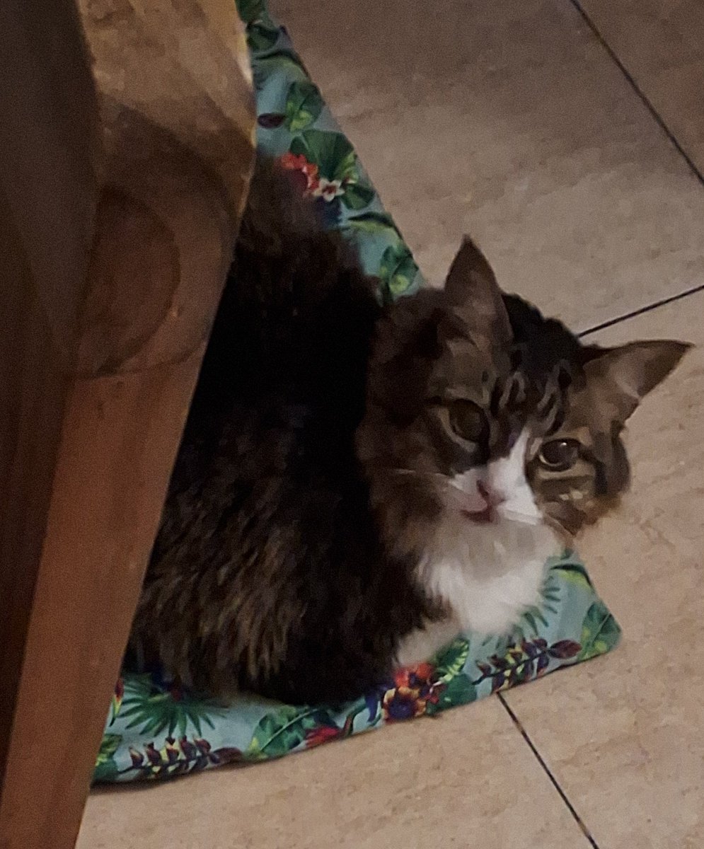 #FeliDíaDeLaIndependencia
#Feos