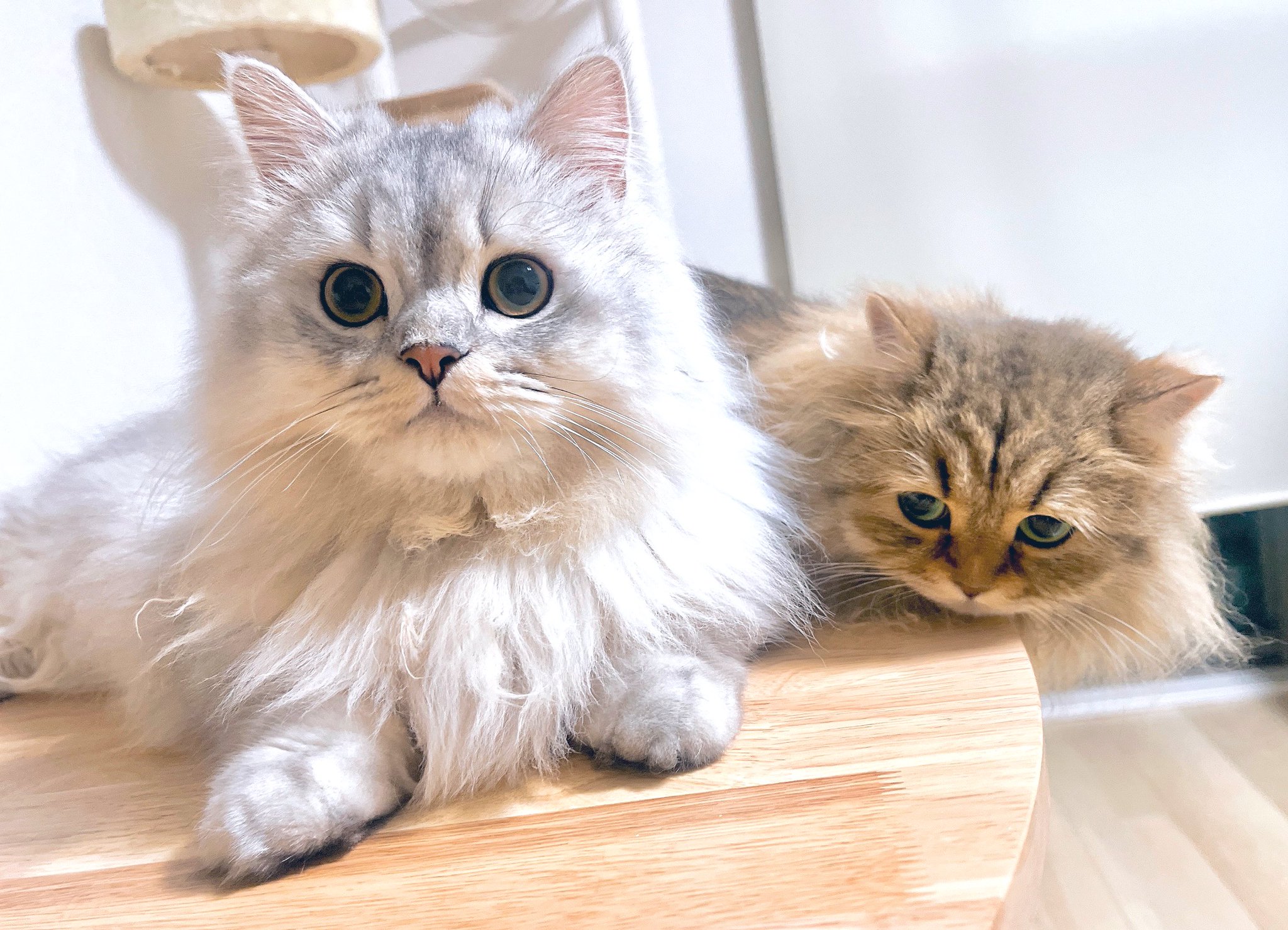 ねこページ♡ おこげ🐾サイベリアン on X: 