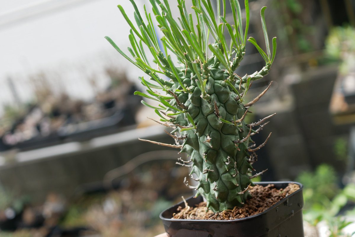 りとまん|塊根植物のひと tweet media