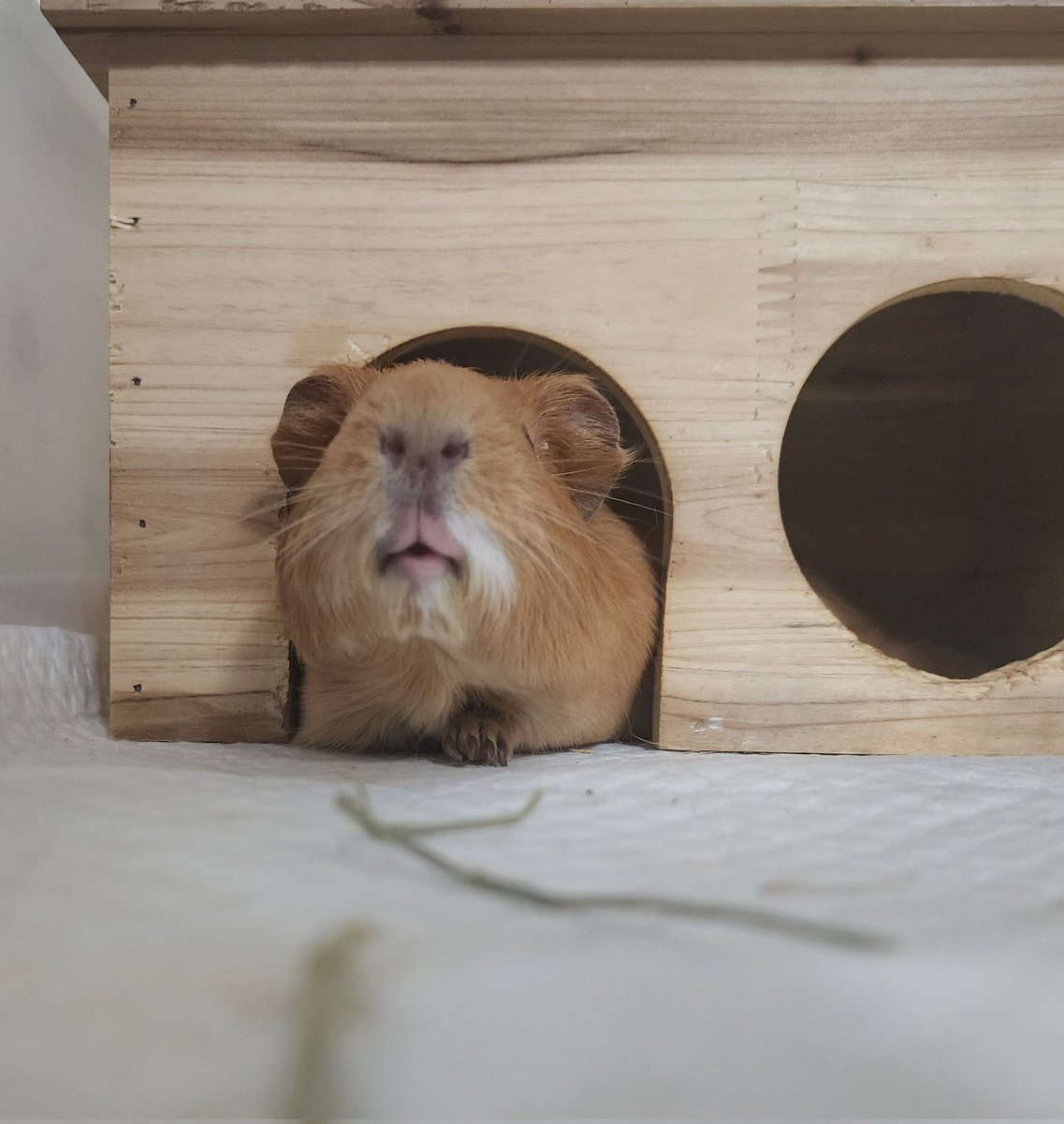 ppikkuduck's tweet image. 🙄🙄

#기니피그 #guineapig #モルモット