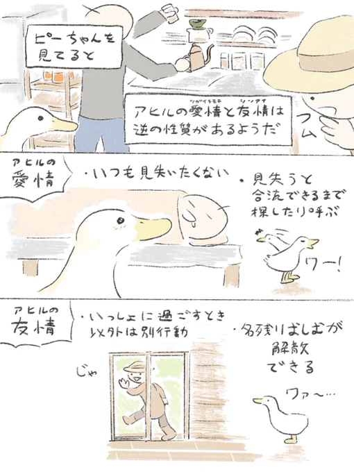 アヒルの愛情と友情 