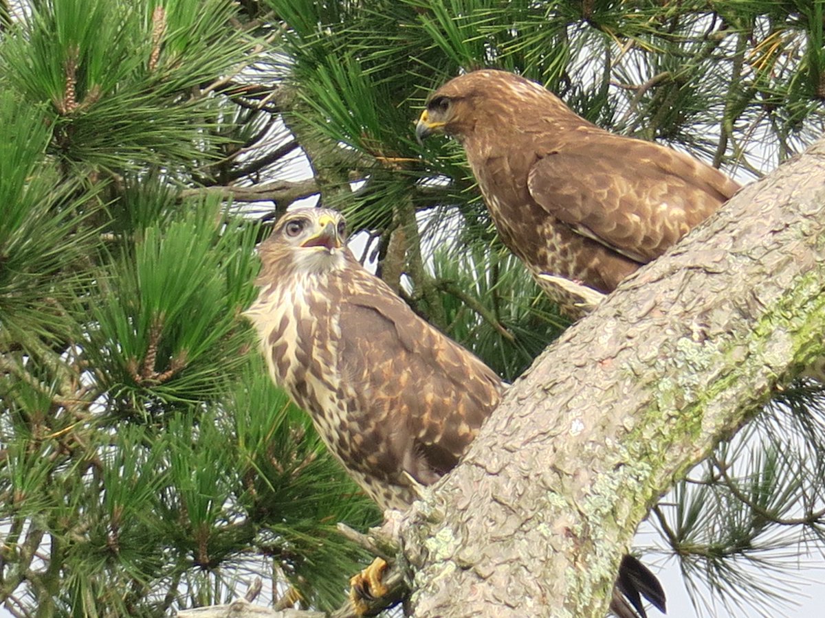 lyn lambert💙💛🇺🇦 (@lynda_lambert) on Twitter photo <a href="/cranky1456/">Trebor 1456</a> #TwosDay an old photo from 2017 but whilst Buzzards are still resident locally ,the tree just below my garden came down in a storm 2 yrs ago and I've never. seen this sight anywhere since 2017 <a href="/cranky1456/">Trebor 1456</a> #TwosDay an old photo from 2017 but whilst Buzzards are still resident locally ,the tree just below my garden came down in a storm 2 yrs ago and I've never. seen this sight anywhere since 2017