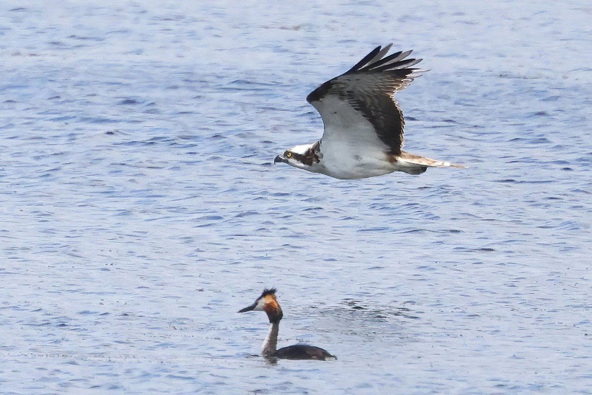 Not something you see every day, a Great Crested Grebe being photo-bombed by an Osprey!!!