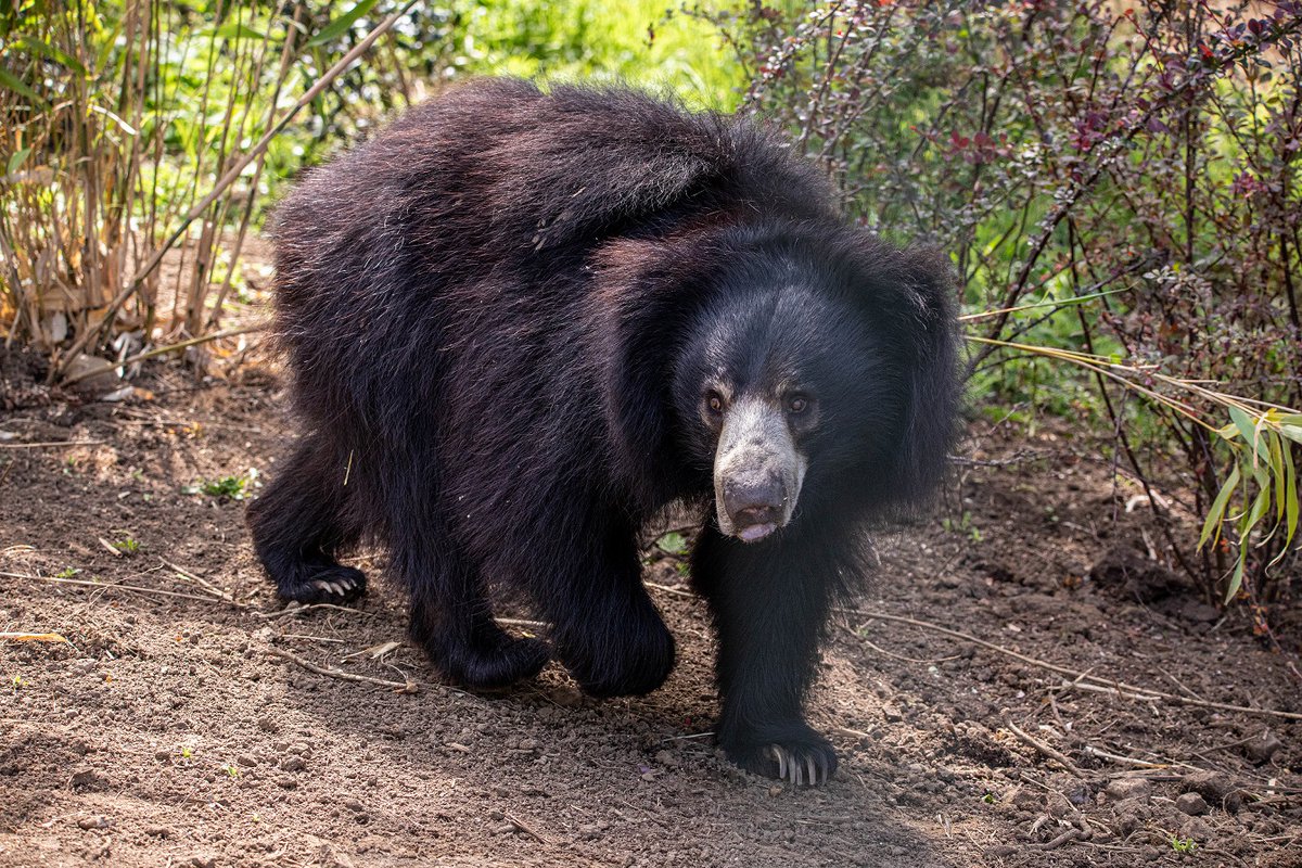 EdinburghZoo's tweet image. Scotland's only sloth bear has arrived at the zoo 💛
Cipísek is settling in well and loving exploring his new home (which involves moving every log into the perfect position) 🪵
As he is still settling in the paths to his house are not yet open, but you can spot him from the…