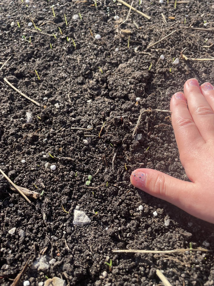 GerHogg's tweet image. 6 days sown and our latest reseed is starting to peep up through the soil. Great for our 2 little people to see the results of their hard work picking stones and helping to form the seed bed. But good results have brought in another round of wage negotiations 😁👍☘️