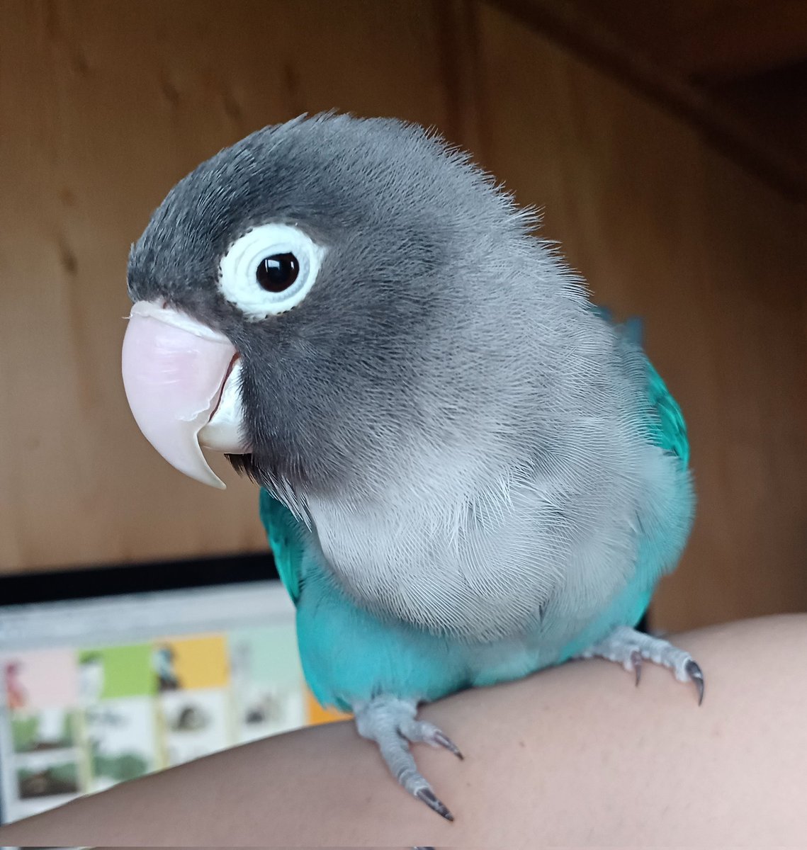 ガクタメやっと終わったぞどんべぇぇえーーー！
時間かかった割にはたいした内容でないので見かけたら生ぬるい目でみてやってください🐥