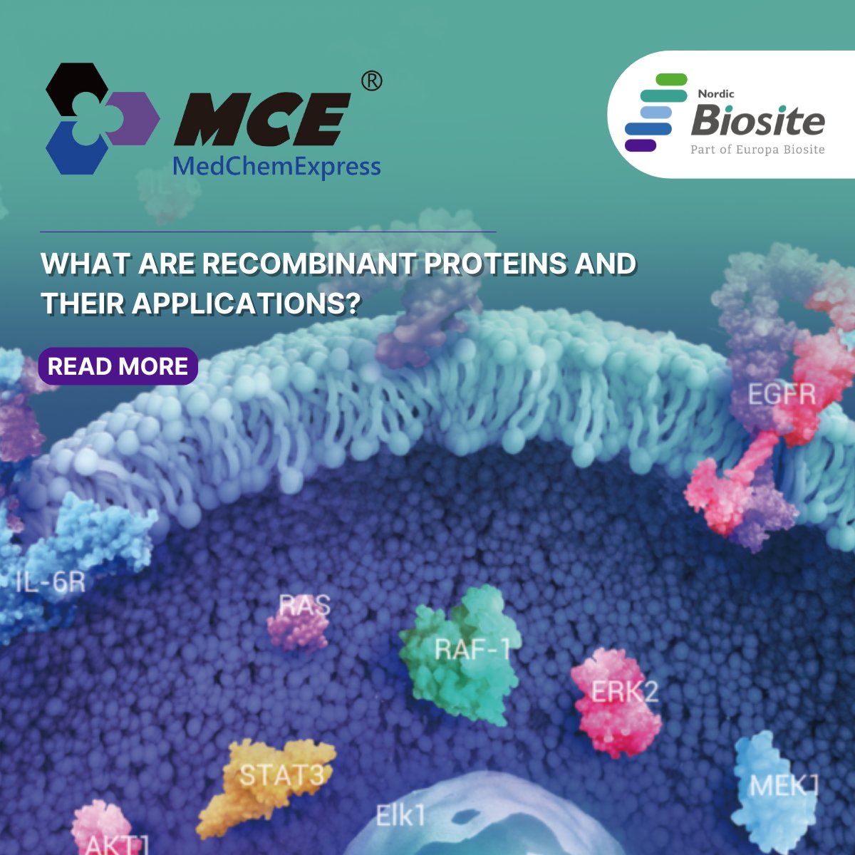 🧪 High-purity recombinant proteins for signaling, assays &amp; drug discovery. #ProteinScience #NordicBiosite