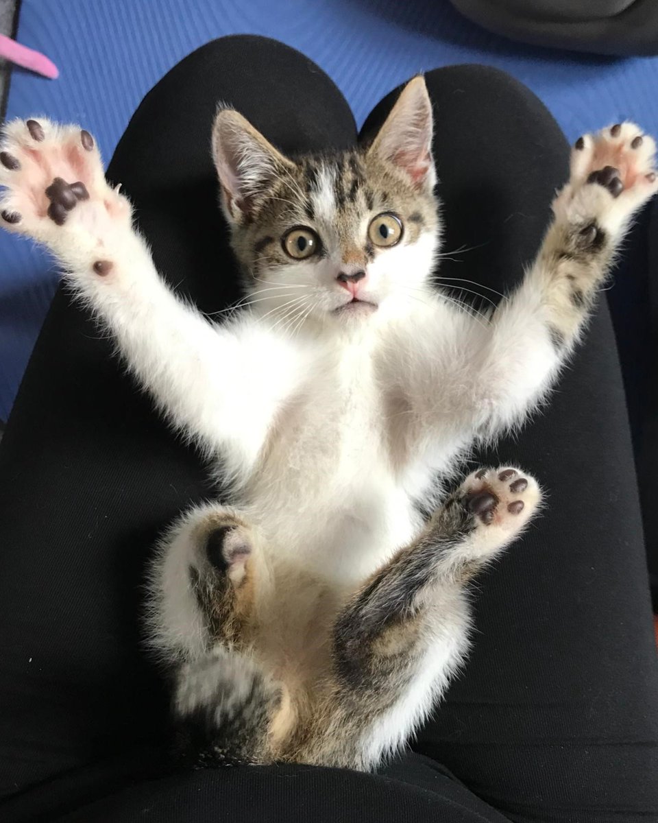 Battersea_'s tweet image. Meet Hector. 😻 At six weeks old, he came to Battersea missing half a tail and half a leg. Our expert clinic team determined his leg needed to be amputated. Luckily, it didn't take long for him to adjust, and he was soon rehomed! He's now healthy and happy in his loving home. 💙