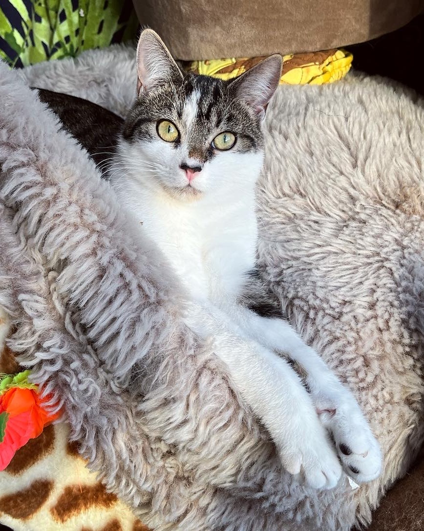 Battersea_'s tweet image. Meet Hector. 😻 At six weeks old, he came to Battersea missing half a tail and half a leg. Our expert clinic team determined his leg needed to be amputated. Luckily, it didn't take long for him to adjust, and he was soon rehomed! He's now healthy and happy in his loving home. 💙