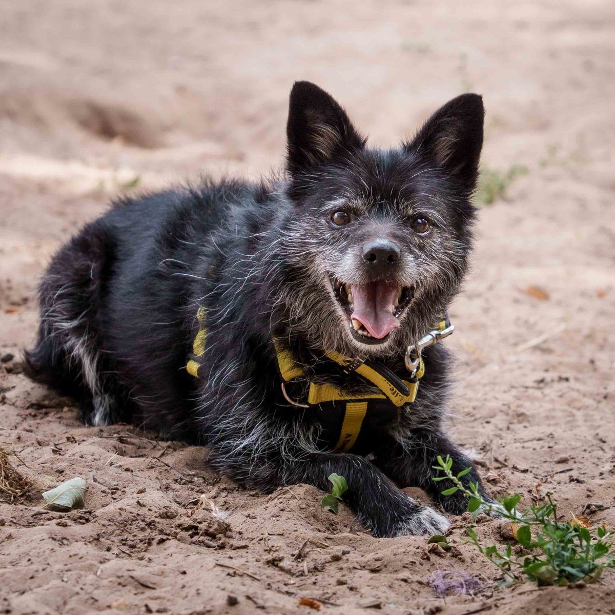 💛 Drake 💛⁣
Drake is a delightful little chap who can often be found with his paws up on your knee for some fuss and attention! 🥰 When a playful mood takes him, he will be enjoying his favourite toys - tennis balls and soft toys! 🐾
 Apply to Adopt by visiting our website 💻⁣