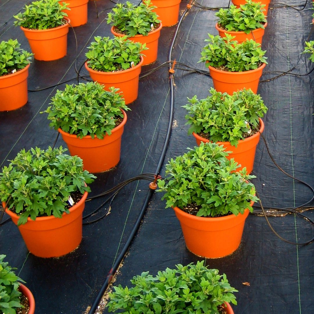SfEP's tweet image. Ornamental plants look beautiful, but at what cost?
The €20 billion global flower trade poses major risks:
❌ spreads invasive species
❌ endangers wild flora
❌ overuses water and pesticides
Researchers call for stronger regulation! ⬇️
environment.ec.europa.eu/news/actions-a…
#SfEP