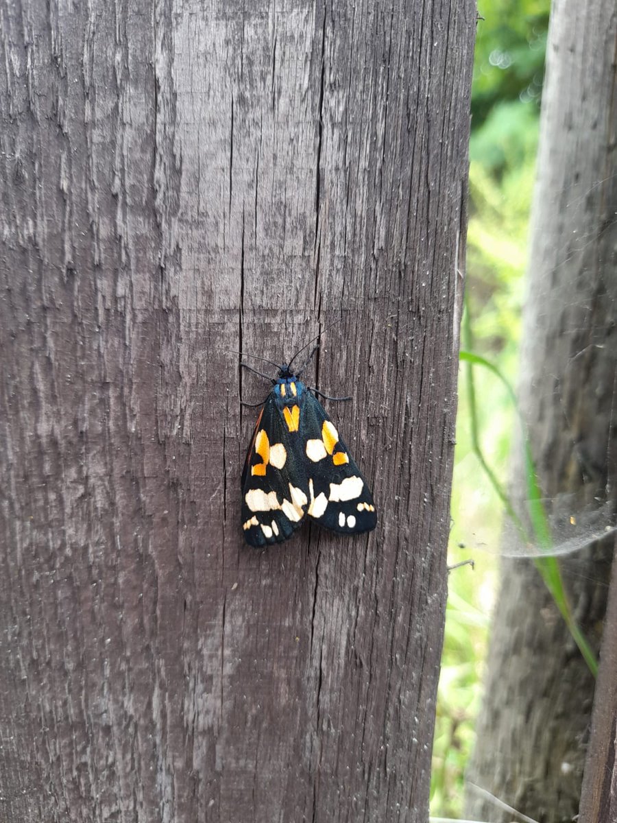 🦋 Wildlife Wednesday!
Meet the Scarlet Tiger Moth – a real showstopper with bold spots &amp; flashes of red 🖤🧡💛

In German, it’s called the Schönbär, meaning “Beautiful Bear” – and we totally agree! 🐻✨

#WildlifeWednesday #ScarletTigerMoth #ExoticZoo #BeautifulBear
