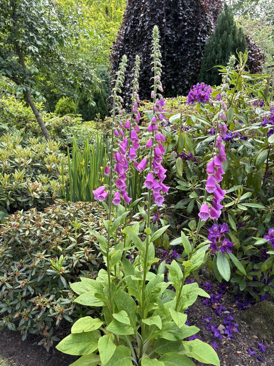 Happy Wednesday everyone, have a wonderful day 👍👍