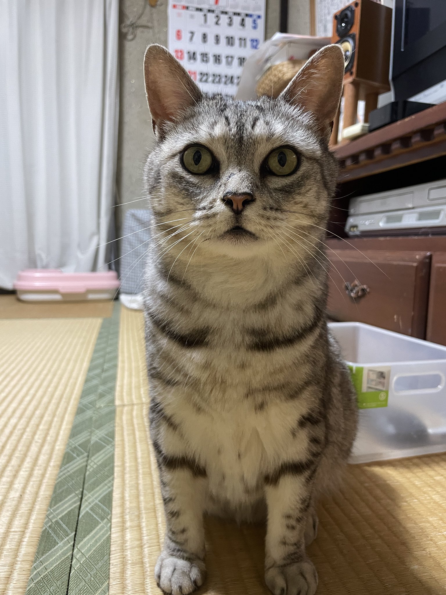 フジサワさん on X: 