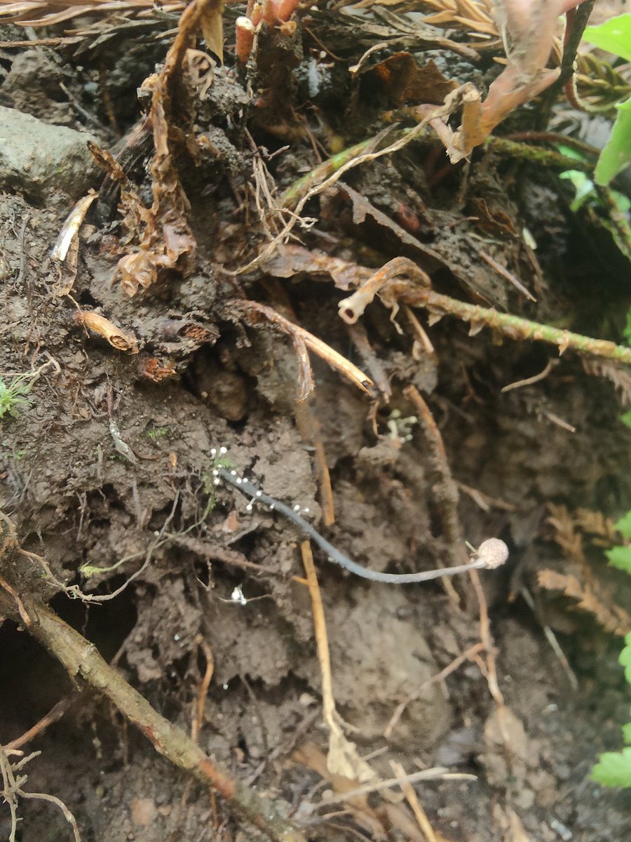 オサムシタンポタケ。横に出てるのであまり格好よくない。この場所では3年連続確認できた