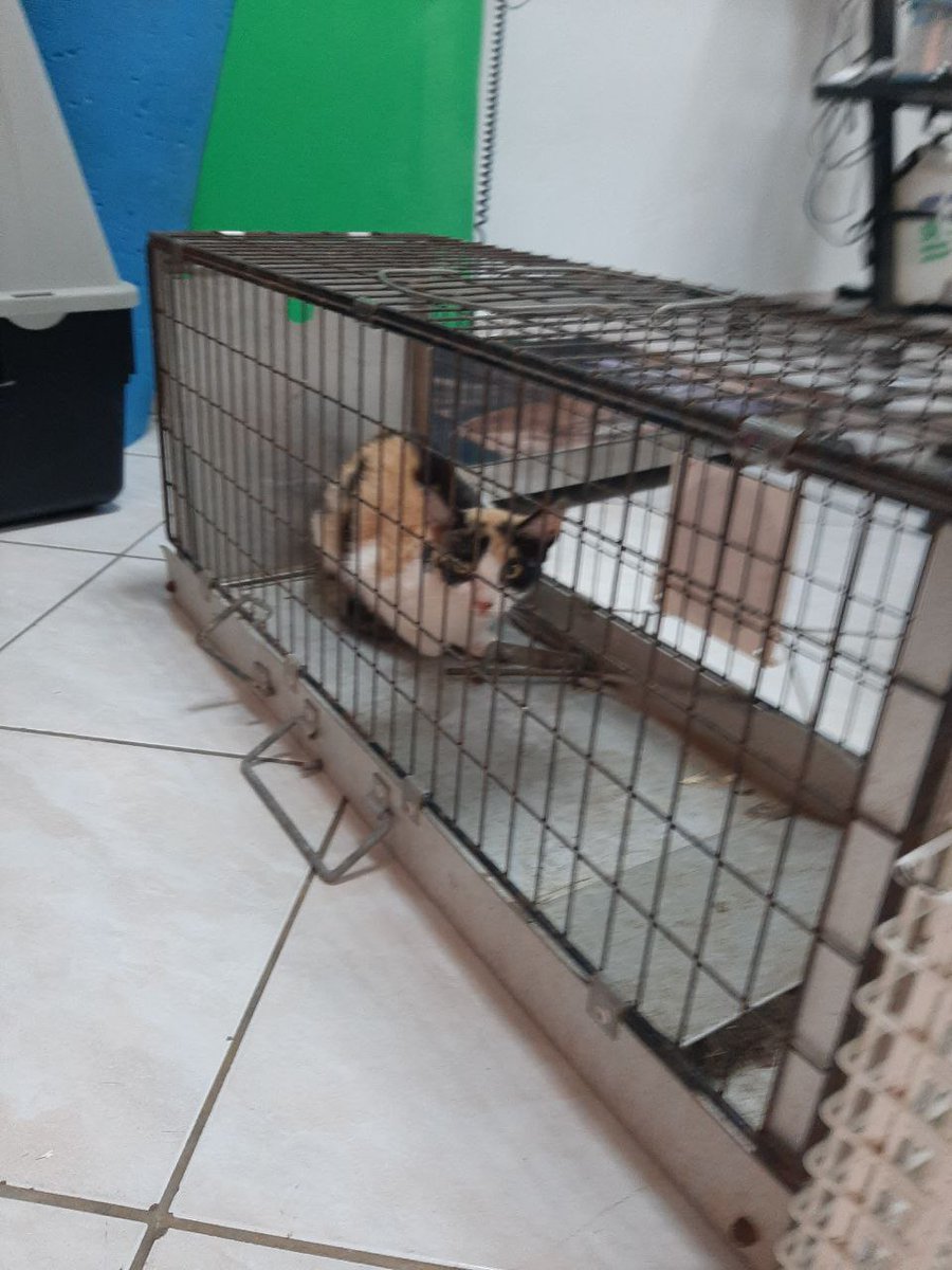 Reginas Tierrettung Preveza Griechenland π± (@zaubermaus57) on Twitter photo Dieser kleinen Maus hat jemand die Hinterbeine zerschlagen und einen hΓΌftknochen. Ich benΓΆtige dringend Hilfe bei den OP Kosten. Wer helfen mΓΆchte Paypal Account zaubermaus57@gmail.com Rt wΓ€re nett DankeschΓΆn πΊ β€οΈ Dieser kleinen Maus hat jemand die Hinterbeine zerschlagen und einen hΓΌftknochen. Ich benΓΆtige dringend Hilfe bei den OP Kosten. Wer helfen mΓΆchte Paypal Account zaubermaus57@gmail.com Rt wΓ€re nett DankeschΓΆn πΊ β€οΈ
