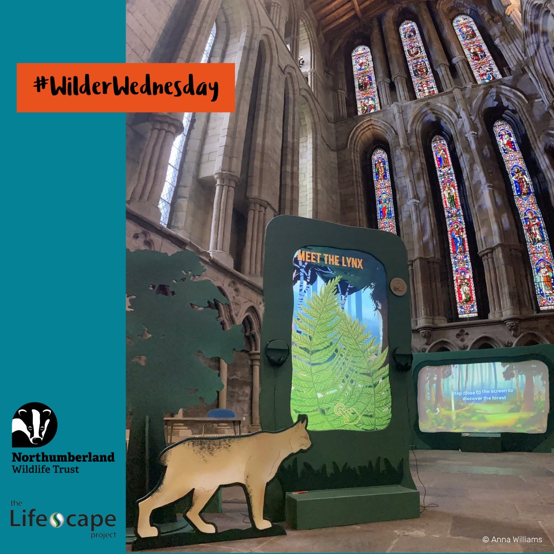 Check out this week’s #WilderWednesday blog from the Young People’s Forum. For this blog the writers have talked about their views on The Missing Lynx Exhibition. 

nwt.org.uk/blog/northumbe…