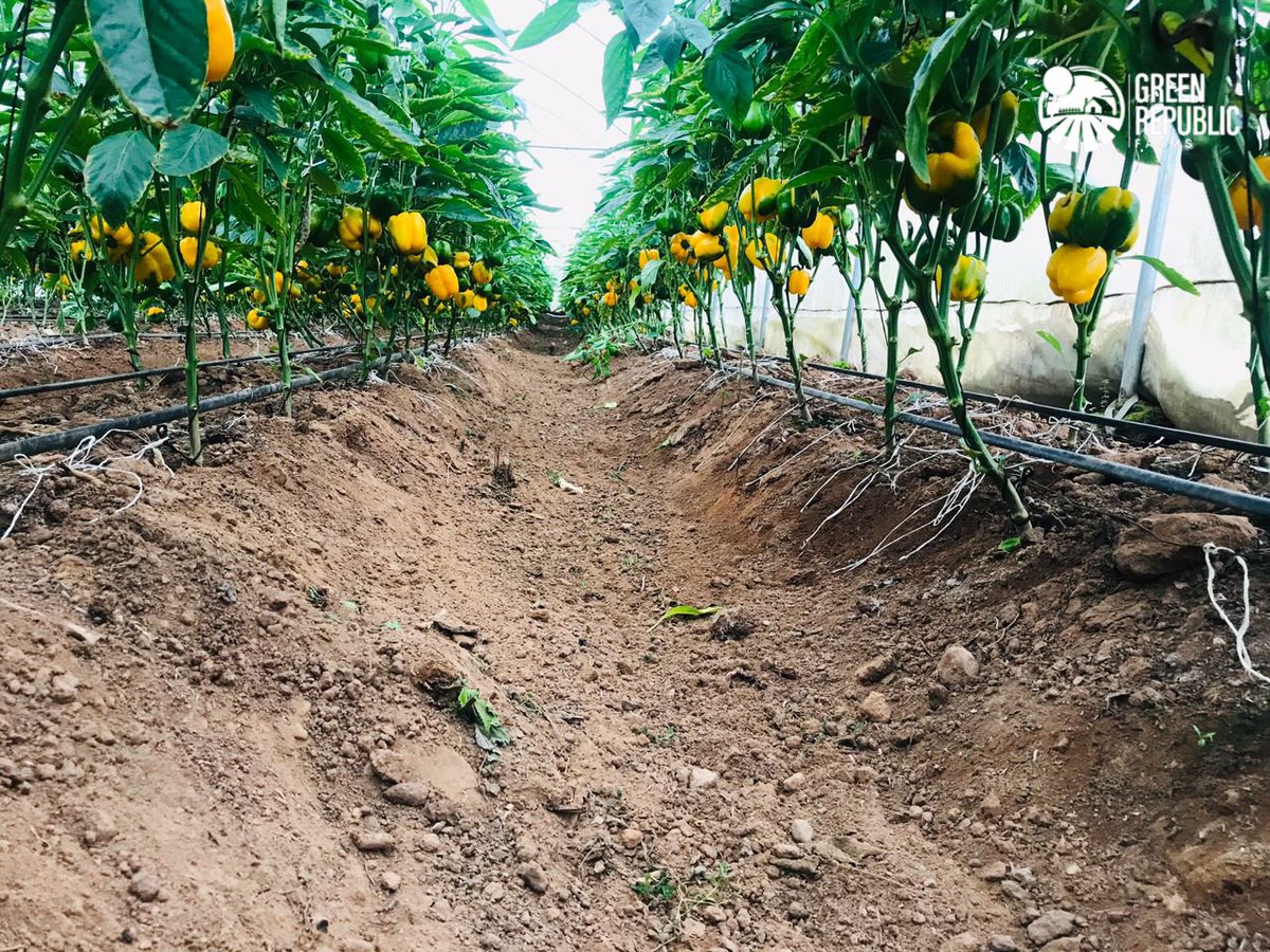 The feeling you get daily from our plants 🥰

Order for your bell peppers today via dm (we can deliver to you or you can visit the farm to pick up your order)

📷 GRF

#FarmWithGRF