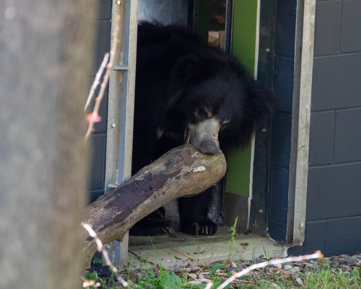 EdinburghZoo's tweet image. Scotland's only sloth bear has arrived at the zoo 💛
Cipísek is settling in well and loving exploring his new home (which involves moving every log into the perfect position) 🪵
As he is still settling in the paths to his house are not yet open, but you can spot him from the…
