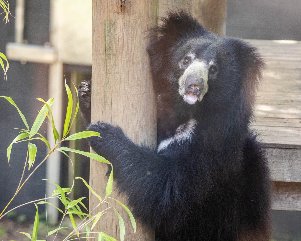 EdinburghZoo's tweet image. Scotland's only sloth bear has arrived at the zoo 💛
Cipísek is settling in well and loving exploring his new home (which involves moving every log into the perfect position) 🪵
As he is still settling in the paths to his house are not yet open, but you can spot him from the…