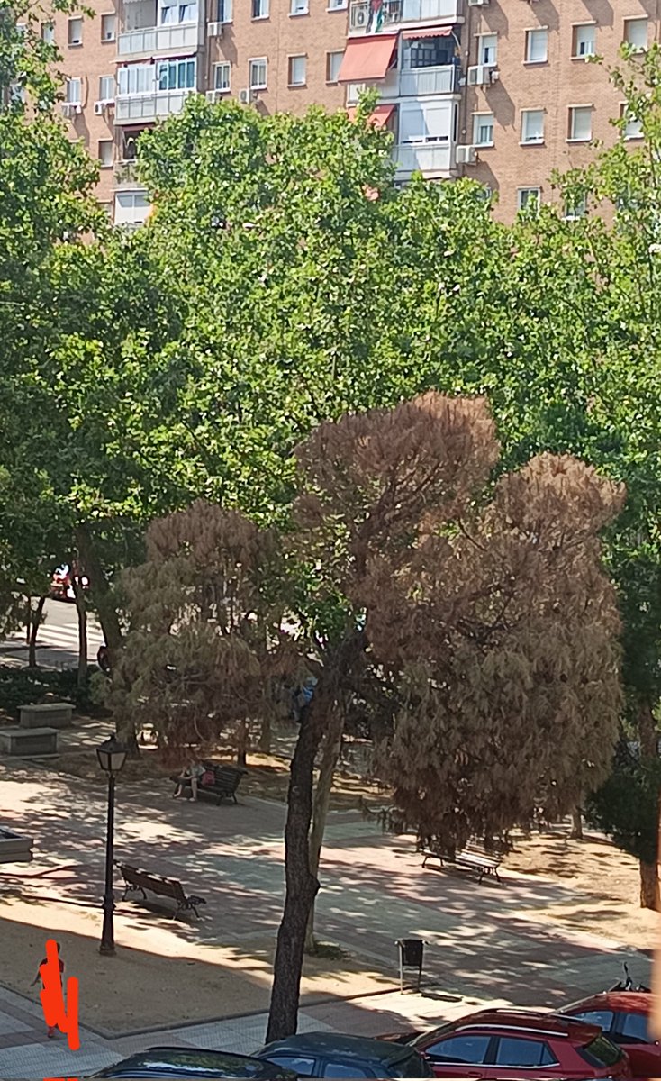 Ese pino en Calle Río Segre se está secando de un día para otro. <a href="/ppyjj_alcorcon/">Alcorcón Parques y Jardines.</a> creo q podríais mirarlo pq es un peligro q caiga encima de los coches como ya pasó con varios de esa calle. Sin ser mal pensada algo raro le pasa.