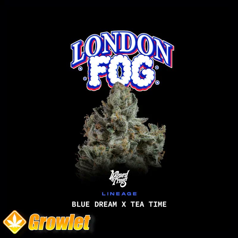 GrowletGrowShop's tweet image. Wizard Trees is in da house 😎

#growlet

#growlet_grow

#wizardtrees