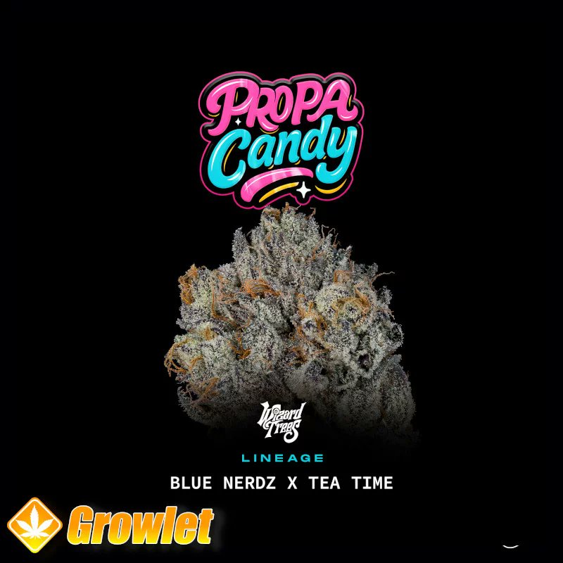 GrowletGrowShop's tweet image. Wizard Trees is in da house 😎

#growlet

#growlet_grow

#wizardtrees