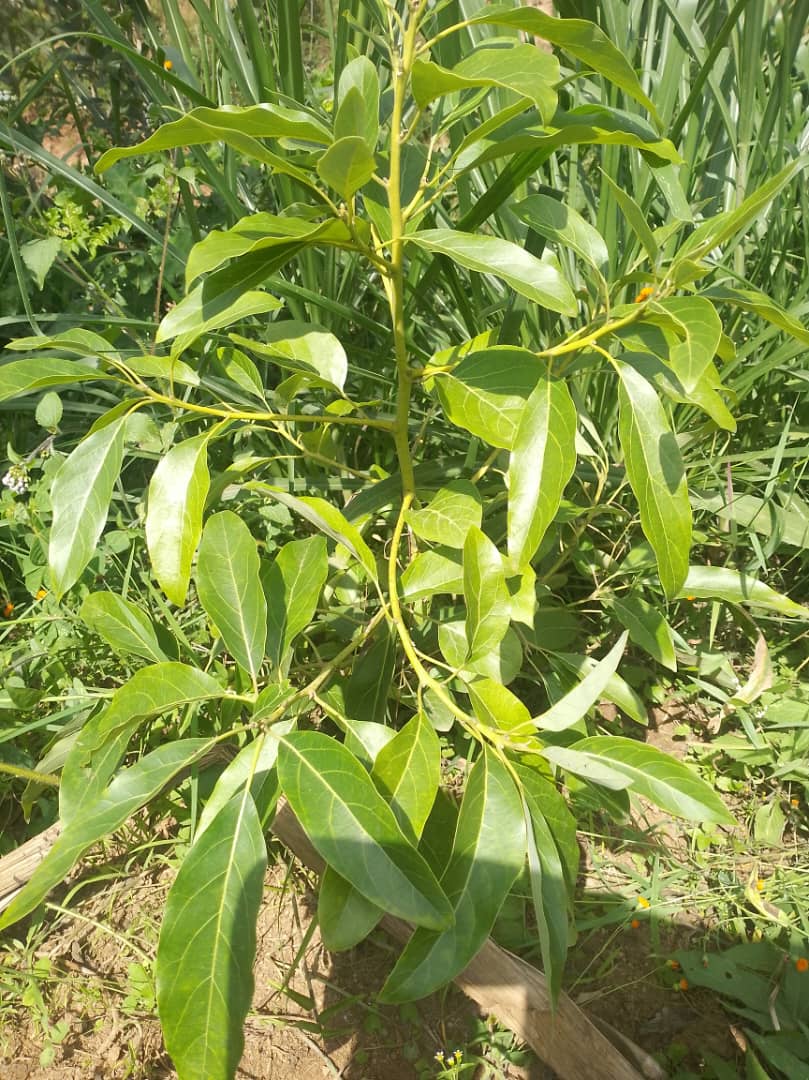 A successful avocado orchard starts with selecting high-quality seedlings! 

There's no need to worry. Our nurseries have exactly what you need.

Kindly book your seedlings today and take the first step toward a productive harvest.

#YourPartnerInGreener