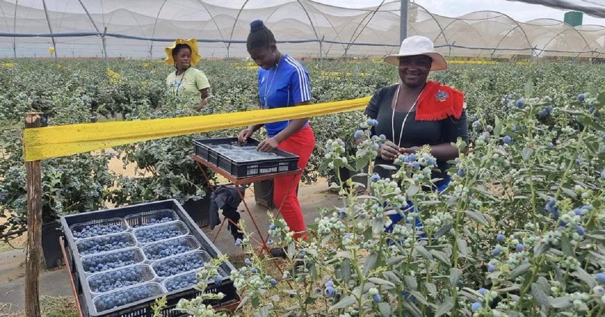 Zimbabwe on Tuesday joined the rest of the world in celebrating World Blueberry Day, also known as National Blueberry Day — an annual event observed on 8 July to raise awareness about the health benefits of blueberries and to encourage their consumption.