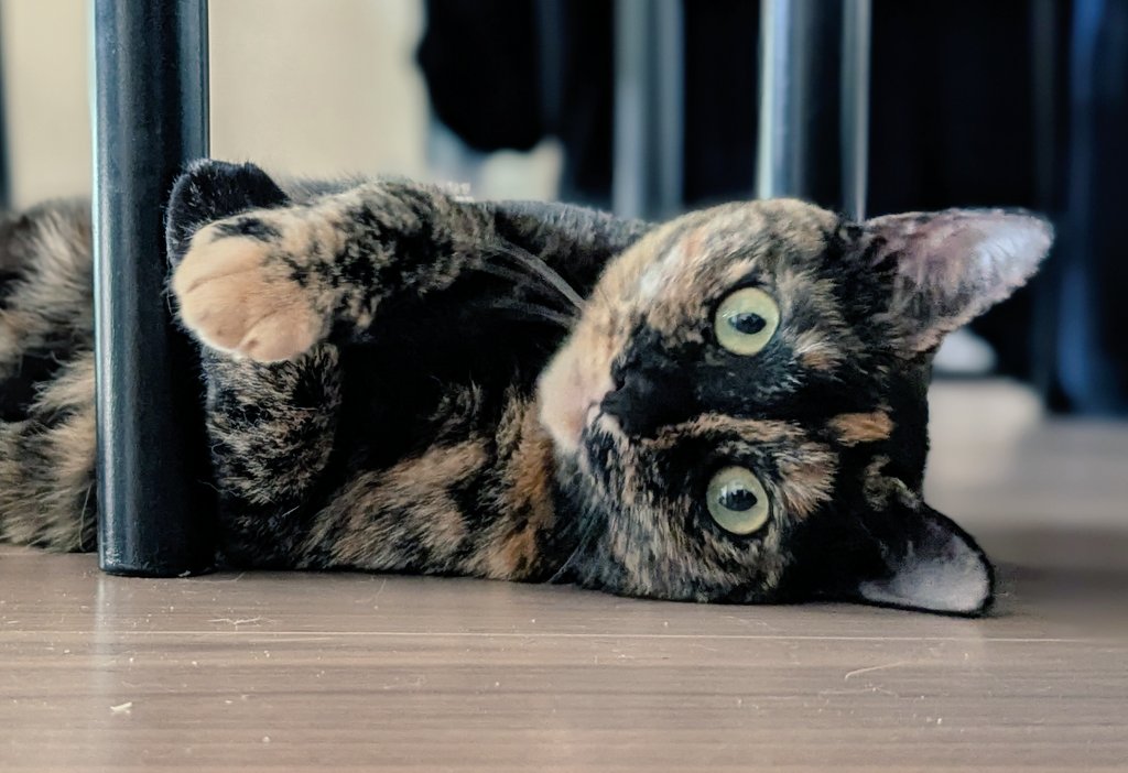 本日のメニュー

夏のサビ風味にゃんこ
～イスの足に両手を添えて～