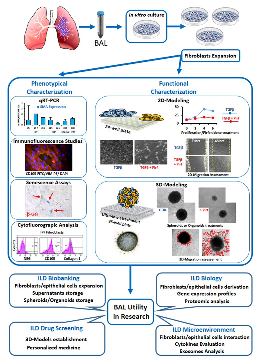Landmark_IMR's tweet image. 🚨 #New study alert!
🚨 Discover how BAL-derived fibroblasts offer a powerful 2D/3D in vitro model to study pulmonary fibrosis 🔬—a valuable tool for ILD research!
📝 By Paolo Giannoni, Emanuela Barisione, Marco Grosso, Maria Bianca Bertolotto, Paola Altieri, Federico Carbone,…