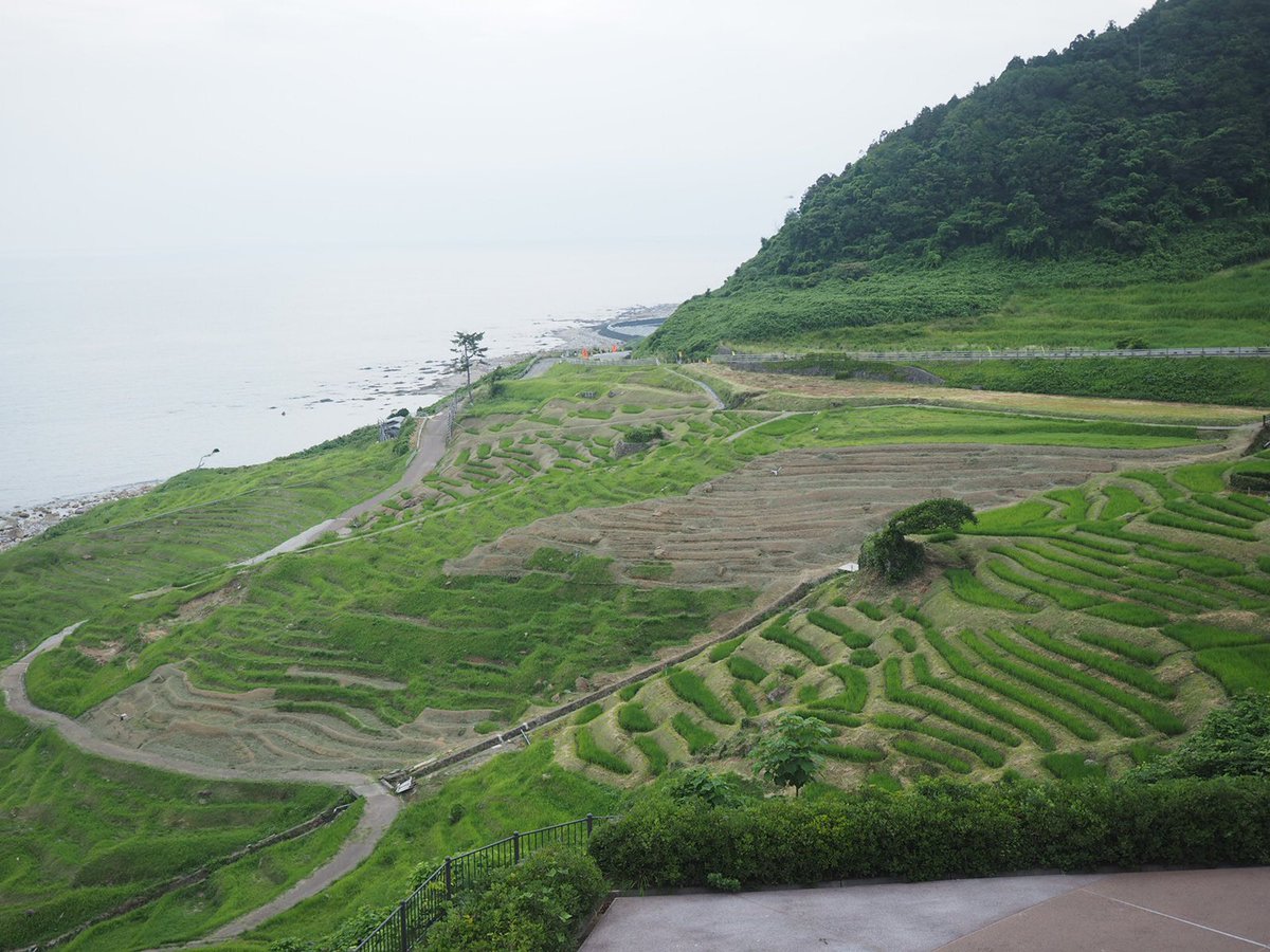 noto_senmaida's tweet image. 今日も30℃超え☀️🫠千枚田では追肥が行われました。稲の成長を促す有機肥料です🌱🌱🌱
#令和6年能登半島地震 #能登 #輪島 #白米千枚田 #愛耕会 #能登豪雨 #草取り #有機肥料