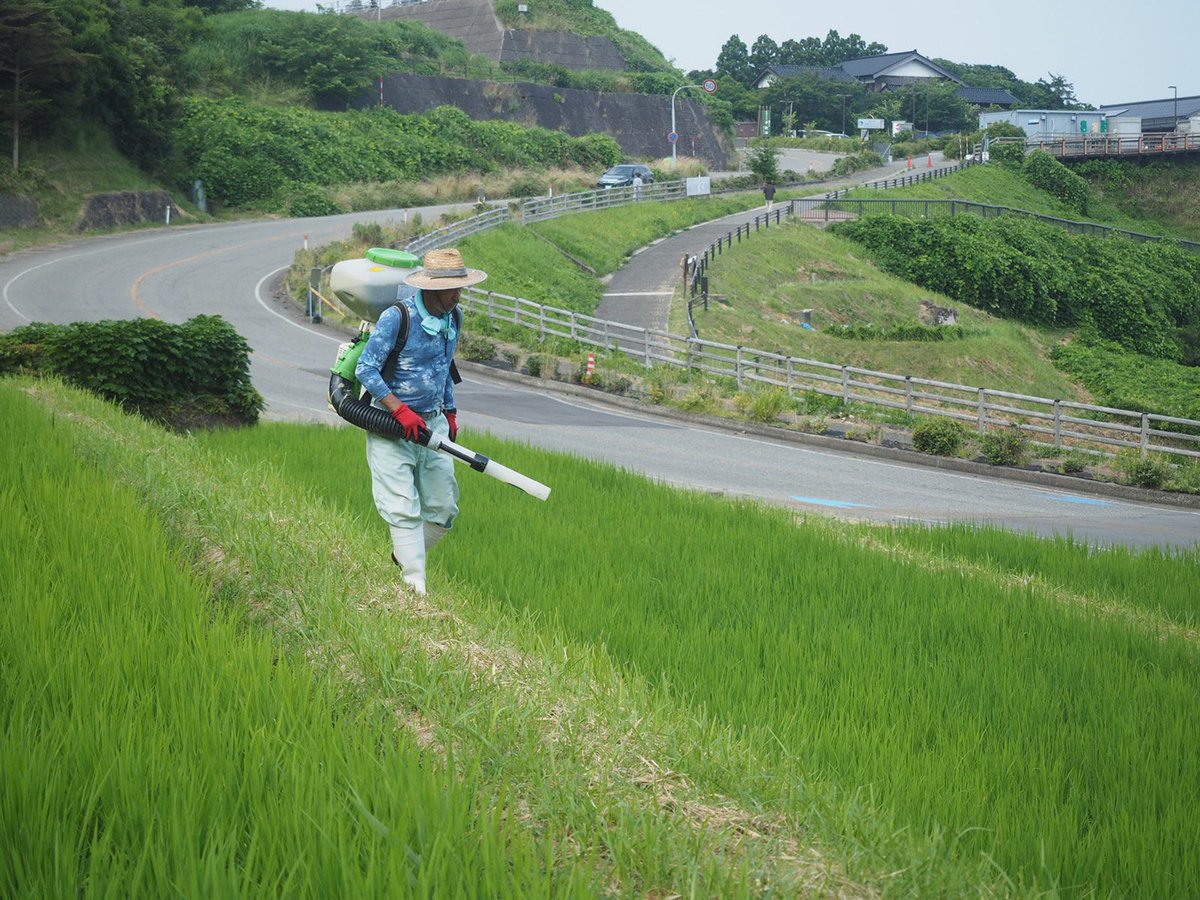 noto_senmaida's tweet image. 今日も30℃超え☀️🫠千枚田では追肥が行われました。稲の成長を促す有機肥料です🌱🌱🌱
#令和6年能登半島地震 #能登 #輪島 #白米千枚田 #愛耕会 #能登豪雨 #草取り #有機肥料