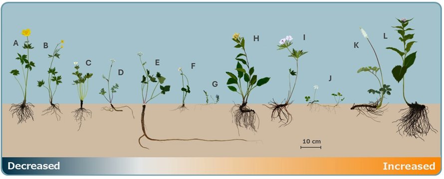 ExFuMo1's tweet image. 🔔A new on our blog: Belowground traits significantly differ between decreasing and increasing plant species in alpine meadows 🌻🌹▶️1url.cz/FJBzX
#Alpine #Climatechange #GoBelowground #Traits #Rhizomes #Roots #Abundance #Drought #Stress #Functional #Ecology #ExFuMo