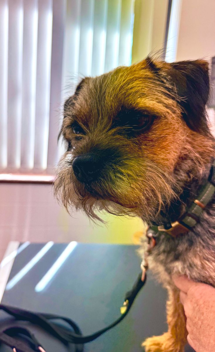 So…. I thought we off for a good walk! 

Turns out it was the vets😱. Pfft ……

Just jabs etc 🐾🐾

Hang on was that a CAT?🐈  #btposse