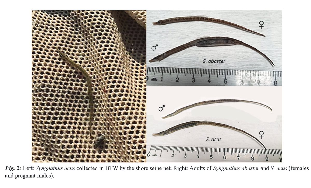 GURKAN, S., ARAGONESES, P., INNAL, D., MENDOZA-SEGURA, C., &amp; PLANAS, M. (2025). Trophic assessment and isotopic niches of two congeneric pipefishes in a wetland of the Aegean Sea. Mediterranean Marine Science, 26(1), 55–70. doi.org/10.12681/mms.3…