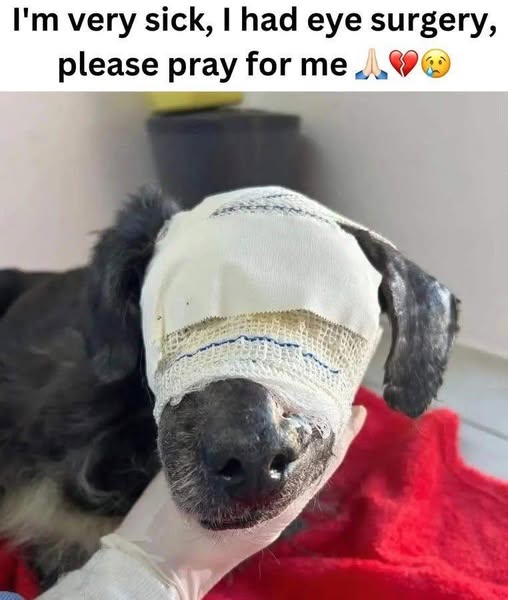 Beyond The Leash (@beyond_theleash) on Twitter photo 