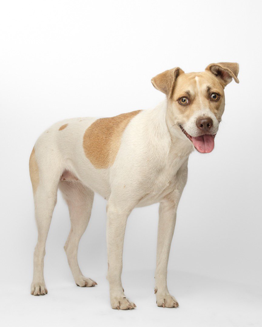 COURTESY POST - this is NOT a <a href="/thankdogiamout/">Thank Dog I Am Out Dog Rescue Society</a>  dog 
ALL inquires need to be directed by email to:

pawssporthome@gmail.com

MEET TETÉ 💛 A LOYAL, SENSITIVE GIRL READY TO BLOSSOM IN A LOVING HOME
📍 Currently in foster care in La Paz, Baja California Sur, Mexico
✈️ Travel ready