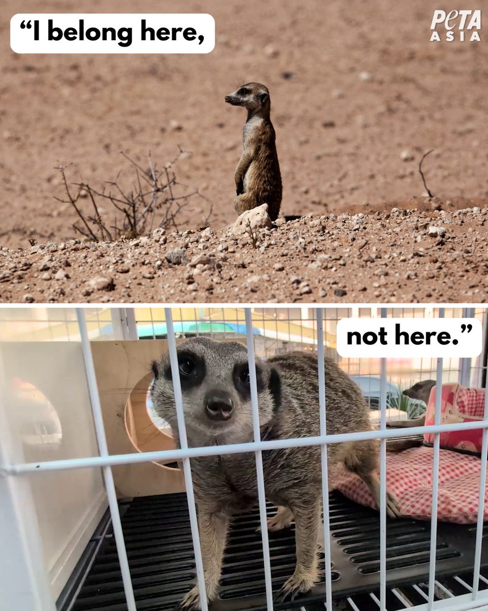 In nature, meerkats roam large territories in Southern Africa and they live in large underground groups of up to 40 individuals. At Chatuchak Market in Bangkok, they’re confined alone to tiny cages and sold off like toys.

Never buy “exotic” animals—or any animals—from a pet