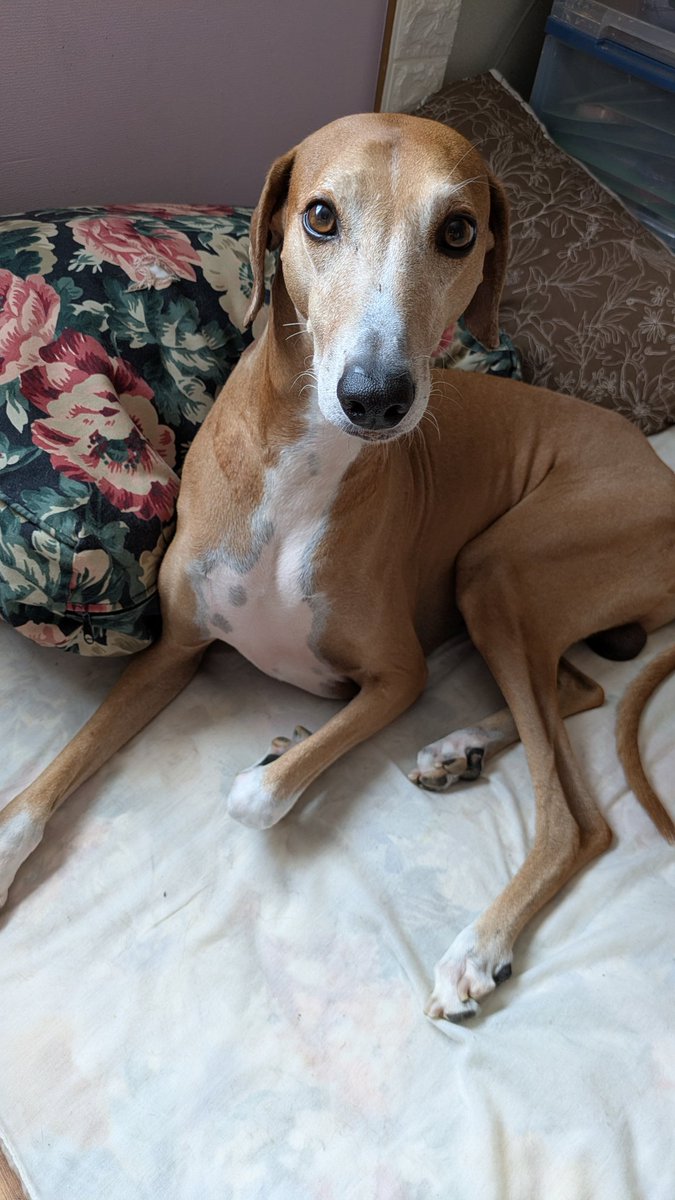 アザワクのぽっくん tweet media