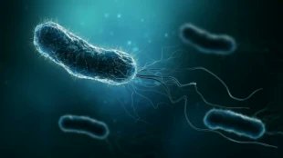 Helicobacter pylori, la bacteria omnipresente que está detrás del 75% de los cánceres de estómago meneame.net/story/helicoba…