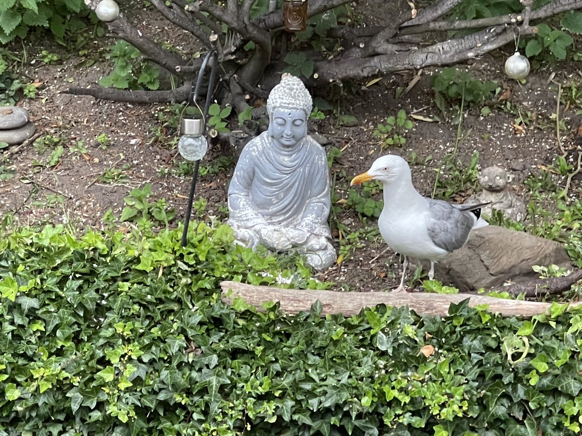 Early visitor to the garden, noisy bugger! 😂