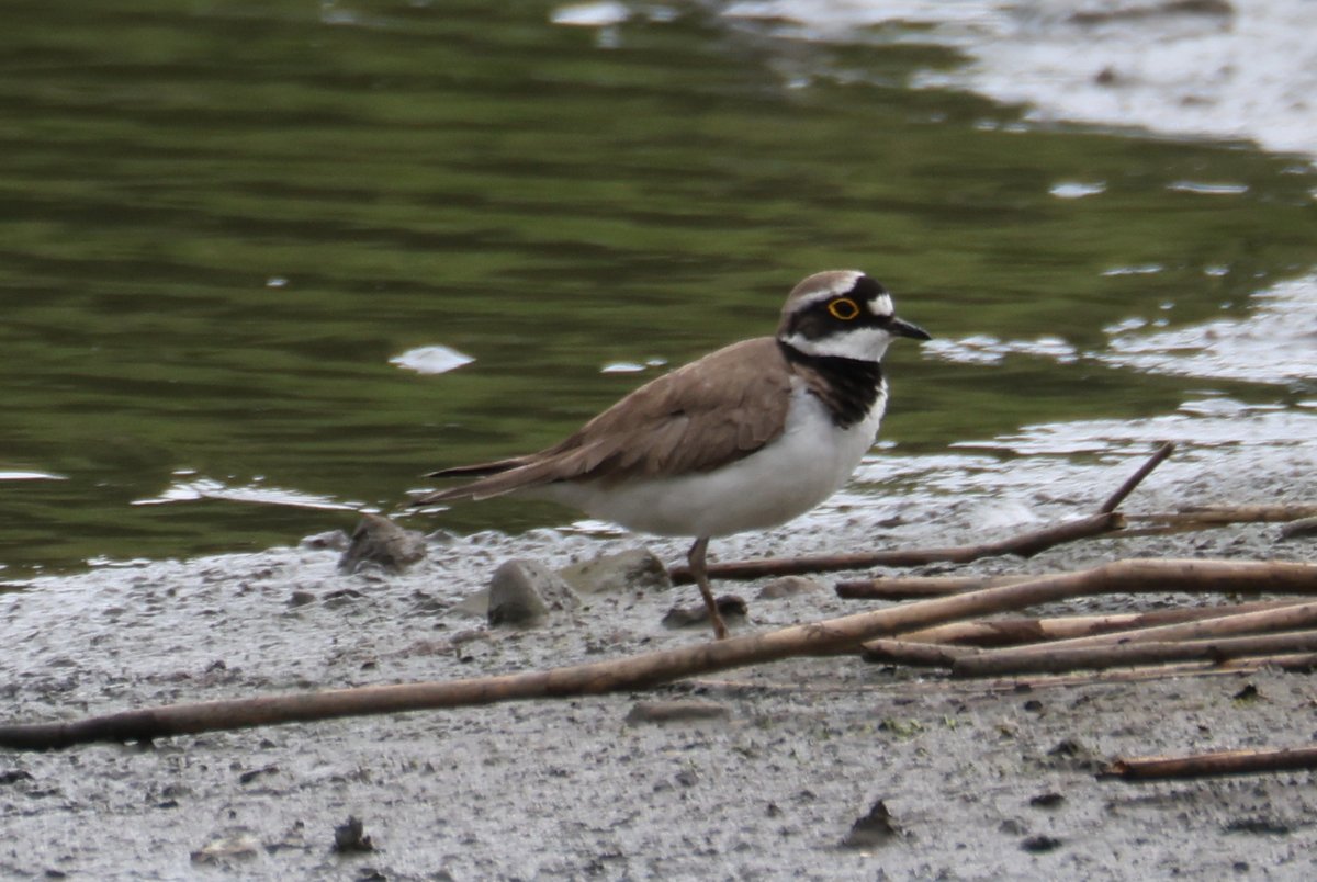 cranky1456's tweet image. Good morning, it's time to Share/QP your #Waders on this wet #WaderWednesday, here i have a Grey Heron, Little Ringed Plover, Oystercatchers &amp;amp; Little Egret taken at Rodley Nature Reserve.

#birds #naturephotography #wildlife #birdphotography #EastCoastKin #photography #ukbirding