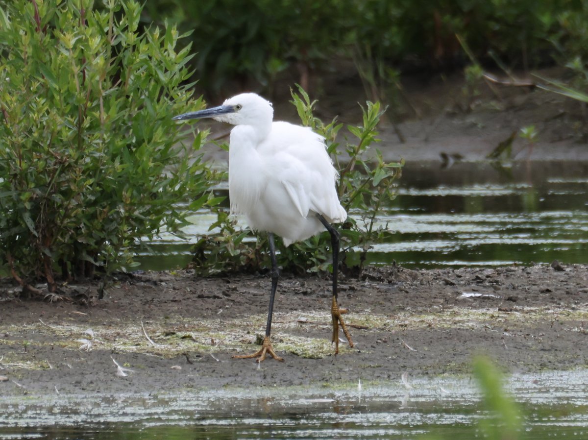Good morning, it's time to Share/QP your #Waders on this wet #WaderWednesday, here i have a Grey Heron, Little Ringed Plover, Oystercatchers &amp; Little Egret taken at Rodley Nature Reserve.

#birds #naturephotography #wildlife #birdphotography #EastCoastKin #photography #ukbirding