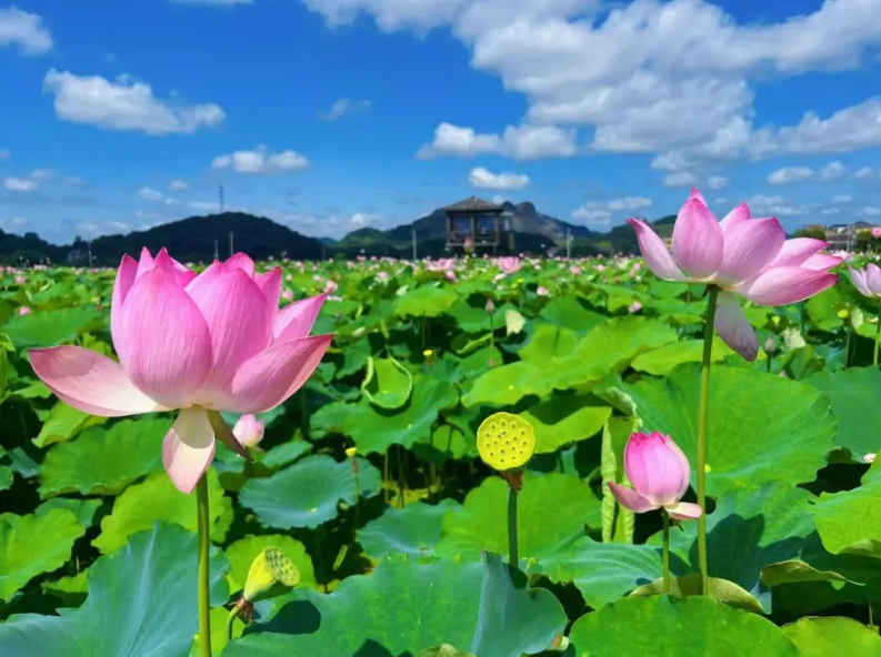 Discover Jiangxi tweet media