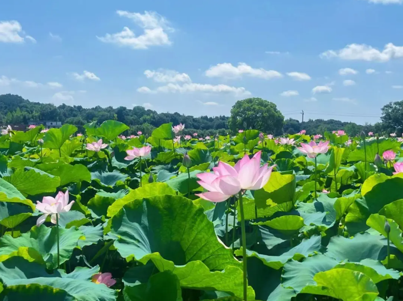 Discover Jiangxi tweet media
