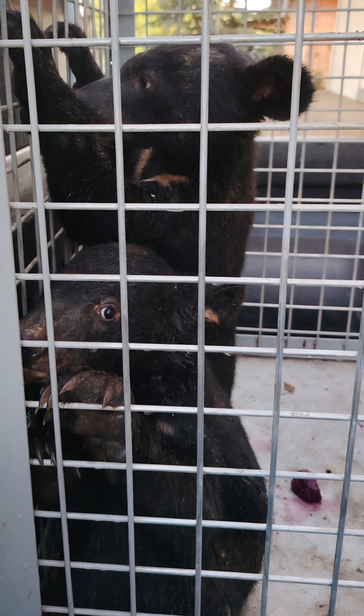 BREAKING NEWS, LAOS: Our Laos government partners from DOFI Oudomxay have confiscated 2 illegally held moon bear cubs. Our team are preparing to rescue these cubs, please help here: freethebears.org/collections/gi…