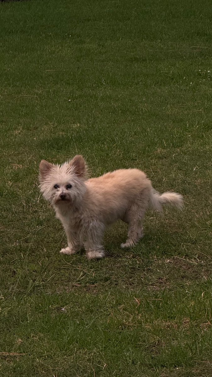 Emily Persson tweet media