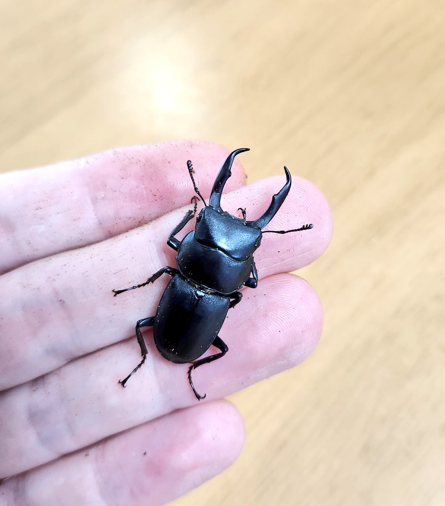 ついカッとなって我が子にキツい言葉浴びせてる人、無意識に子どもを所有してると思ってるのかな。他人にはそんな言葉使わないもんね。その言葉を浴びてる子、ひとりの人間だから。子どもが自分の思い通りに動くわけないじゃない。マンゴーラッシー美味しい